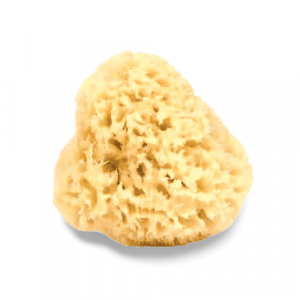 Meeresschwamm aus dem Mittelmeer