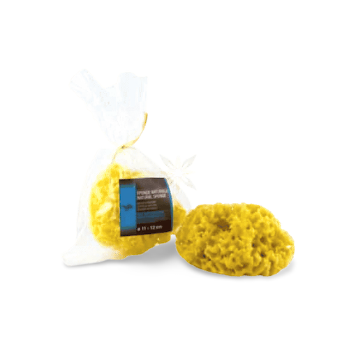 Meeresschwamm aus dem Mittelmeer